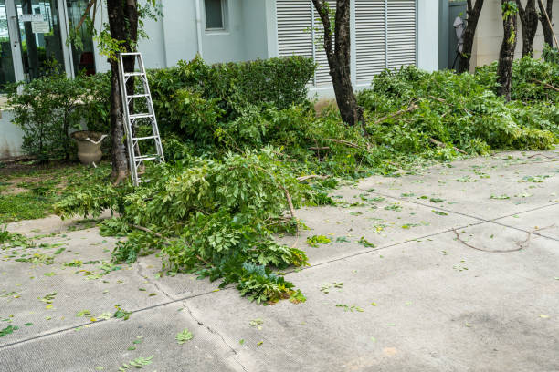 Best Tree Risk Assessment  in Riverton, IL