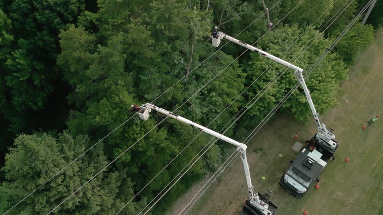 Best Tree Trimming and Pruning  in Riverton, IL