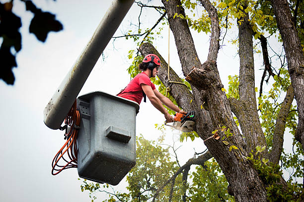 Best Tree Mulching  in Riverton, IL